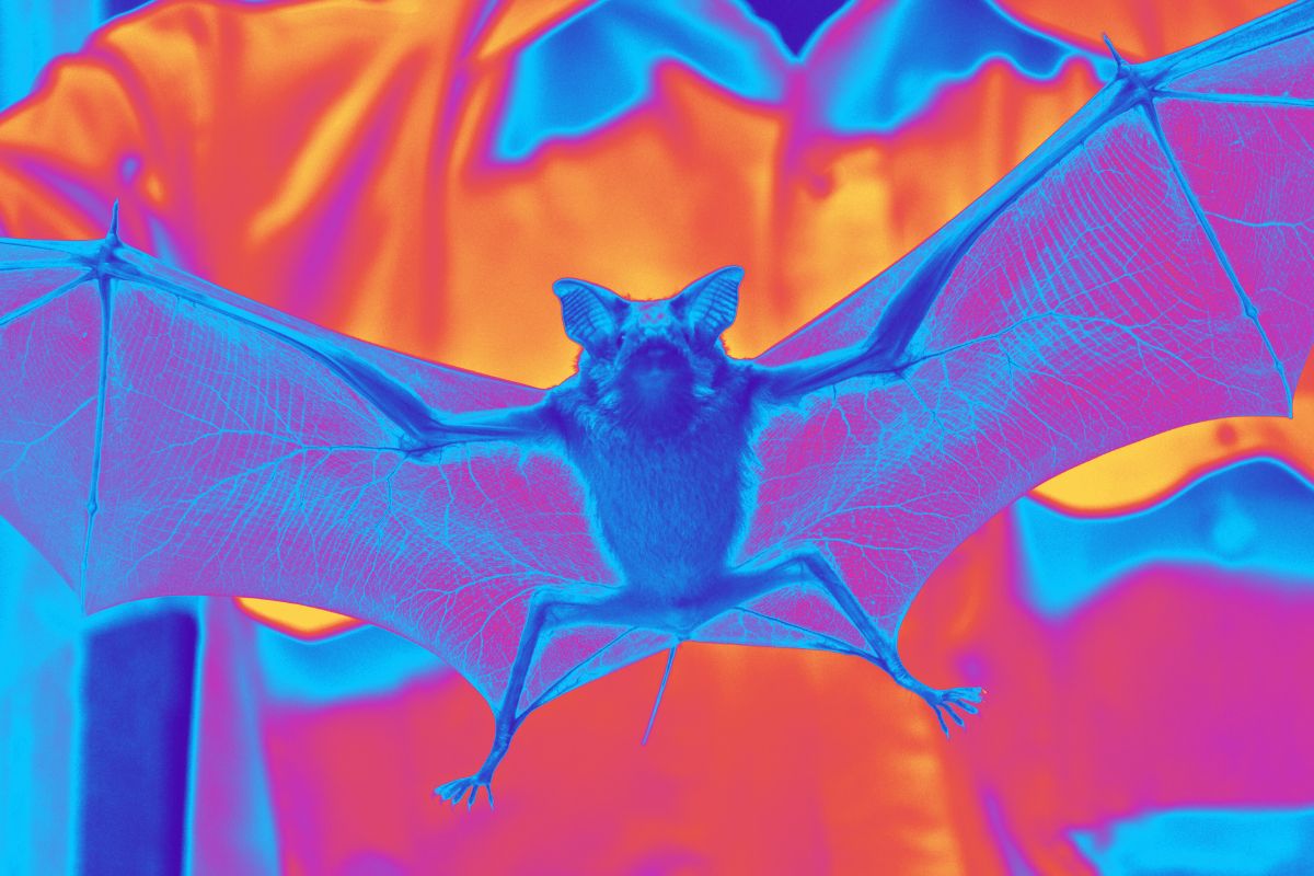 Institut Pasteur in São Paulo will conduct viral surveillance in bats